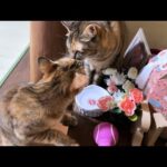 柴犬ママの祭壇の管理猫が厳しいと妹猫たちが噂してます(YouTube)