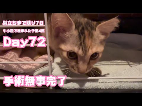 手術全員完了しました 巣立ちまで残り7日  牛小屋で産まれた子猫4匹 Day72  2024 11 21 2(YouTube)