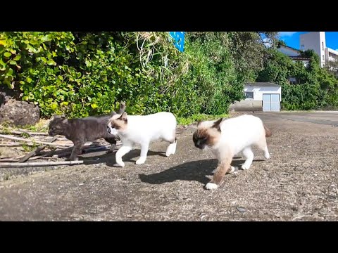 猫島の港を歩くと猫が沢山付いてきて楽しい(YouTube)