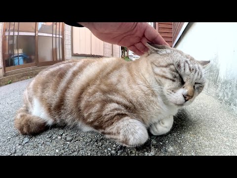 アメショー模様のシャム猫ちゃんをモフると嫌な顔をされた(YouTube)