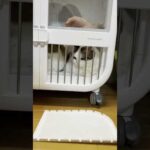 牢屋感が似合ってる(YouTube)