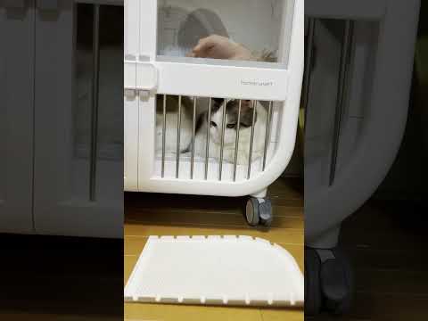牢屋感が似合ってる(YouTube)