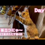 いよいよ明日巣立ちます 牛小屋で産まれた子猫4匹 Day79 Sora110  2024 11 28 1(YouTube)