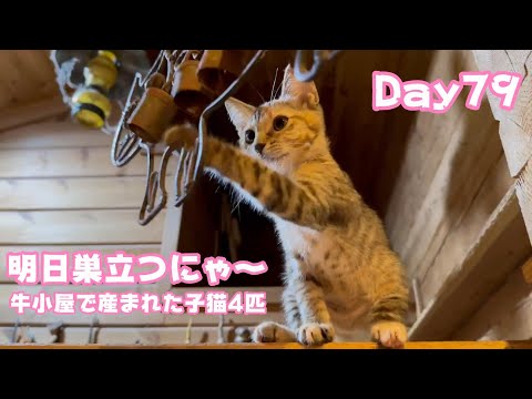 いよいよ明日巣立ちます 牛小屋で産まれた子猫4匹 Day79 Sora110  2024 11 28 1(YouTube)