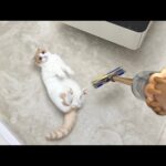 新しい掃除機を買ったら吸ってほしくてゴロンして待ってた猫が可愛すぎましたwww(YouTube)