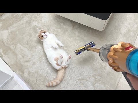 新しい掃除機を買ったら吸ってほしくてゴロンして待ってた猫が可愛すぎましたwww(YouTube)