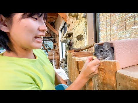 食べてる姿を見たい飼育員VSテイクアウトしたいチンチラ(YouTube)