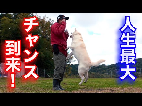 和犬YouTuberチャンス到来かも？(YouTube)
