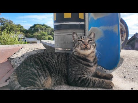 山の中腹の細道に寝転ぶ猫たちを撫でる(YouTube)