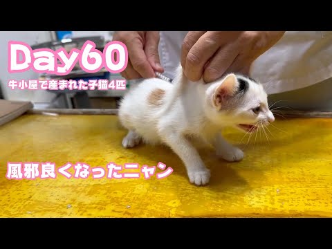 風邪良くなってきました 牛小屋で産まれた子猫4匹 Day602024 11 09 2(YouTube)