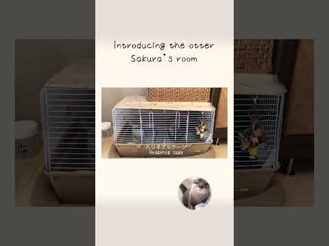 カワウソさくら 30万人記念！さくらの部屋紹介します Introducing the otter Sakura’s room(YouTube)