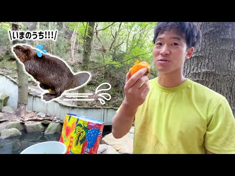 柿食べてたらビーバーが脱走しました…(YouTube)