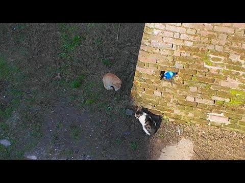 お城の堀の角を曲がった所で出会ってしまったライバル猫(YouTube)