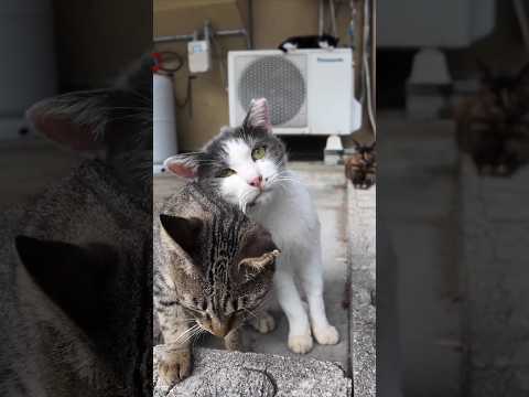 仲良し二人組猫(YouTube)