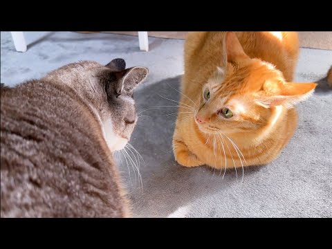 兄猫と仲直りがしたくて不器用な接し方をする姫猫が可愛すぎます(YouTube)