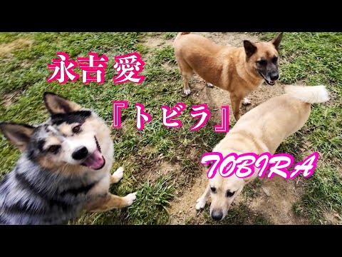 永吉 愛 『トビラ』　Ai Nagayosi 『TOBIRA』(YouTube)