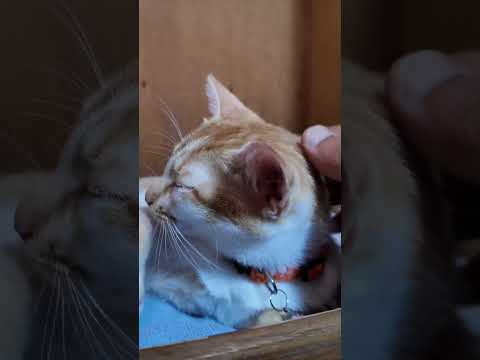 【猫旅館】猫起きた!(YouTube)