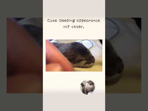 カワウソさくら 超かわいい！寝る前のひと時 Cute sleeping appearance of otter(YouTube)