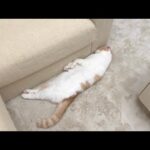 悪さした猫を叱ったら不貞腐れてひとりでこうなっちゃってました…(YouTube)