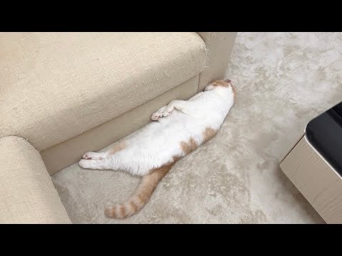 悪さした猫を叱ったら不貞腐れてひとりでこうなっちゃってました…(YouTube)