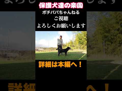【愛犬の噛み付き問題】 #犬の問題行動 #shorts #噛み犬(YouTube)