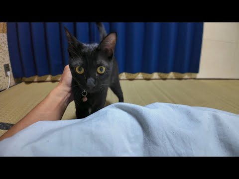 【猫旅館】布団で寝ていたら猫が寄ってきて隣に寝てきた(YouTube)
