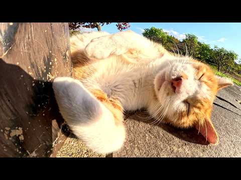 茶シロ猫が大きないびきをかいて気持ちよさそうにお昼寝する(YouTube)