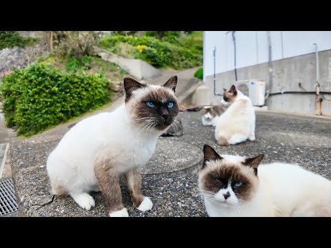 猫島の郵便局裏で行われるシャム猫の集会に行ってきた(YouTube)