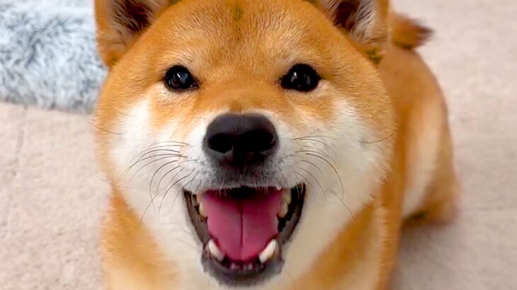 犬に『お手やおかわり』を指示したら、嬉しくなって…まさかの『たくさんお喋りしちゃう光景』が愛おしいと48万再生「全部可愛い」「いい返事」(ブログ)