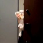 友人が帰るので『犬と一緒にお見送りした』結果…絶対に帰りたくなくなる『尊い光景』に10万いいね「私なら引き返す」「まだやるの？って顔ｗ」(ブログ)