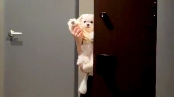 友人が帰るので『犬と一緒にお見送りした』結果…絶対に帰りたくなくなる『尊い光景』に10万いいね「私なら引き返す」「まだやるの？って顔ｗ」(ブログ)