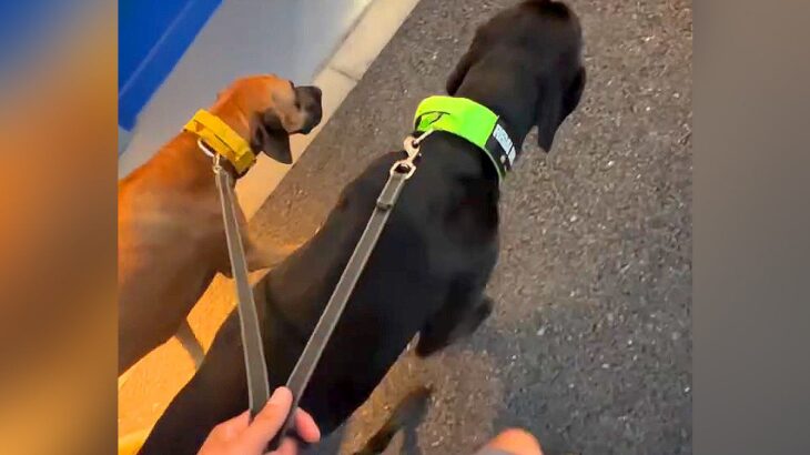 大型犬2匹を散歩していたら、通りかかった幼稚園児が…嘘のような『衝撃的な一言』が130万再生「犬じゃなくて草」「子供の着眼点ｗ」と爆笑(ブログ)