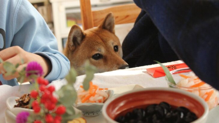 犬は『おもち』を食べても問題ない？絶対NGな与え方から注意点まで解説(ブログ)