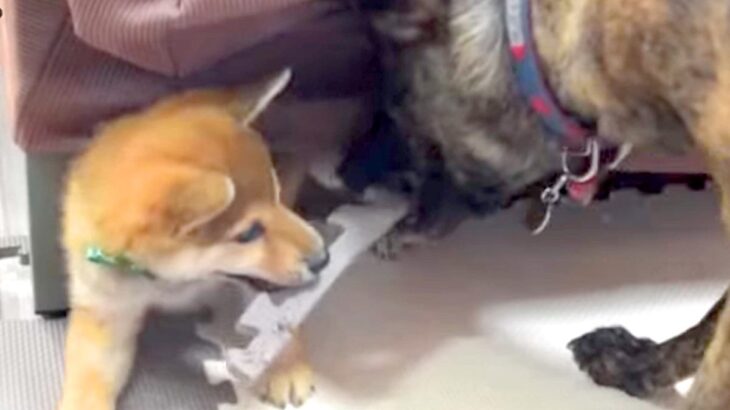 赤ちゃん犬が悪さをしたので叱った結果、先輩犬が…想定外な『まさかの光景』が愛情深すぎると105万再生「面倒見よすぎ」「こんな優しいの？」(ブログ)