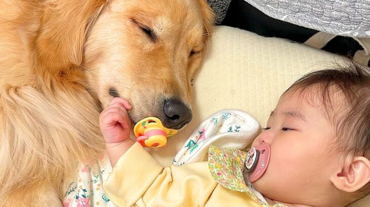 赤ちゃんがぐずって寝付けずにいたら、大型犬がおしゃぶりを…悶絶級の『尊すぎる光景』が30万再生「どっちも赤ちゃん」「使いこなしてるｗ」(ブログ)