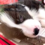 『白目で寝ていた赤ちゃん犬』を飼った結果…4年後に見せた『愛され続けた姿』に感動が止まらない「運命的な出会い」「幸せ貰える」と大絶賛(ブログ)