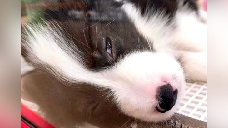 『白目で寝ていた赤ちゃん犬』を飼った結果…4年後に見せた『愛され続けた姿』に感動が止まらない「運命的な出会い」「幸せ貰える」と大絶賛(ブログ)