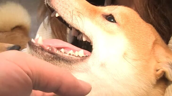 手術をした犬が、帰宅後に麻酔が切れ…必死に痛みに耐える『切なすぎる鳴き声』に思わず涙「頑張ってえらい」「サポートに泣いた」と27万再生(ブログ)