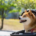 犬の飼い主に必要な『便利グッズ』5選　持っていると安心な理由やおすすめのモノまでご紹介(ブログ)