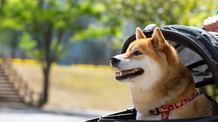 犬の飼い主に必要な『便利グッズ』5選　持っていると安心な理由やおすすめのモノまでご紹介(ブログ)