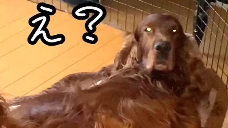 いつもより早く帰宅し『犬たちが喜んでくれる』かと思いきや…予想外の『まさかの対応』が切なすぎると2万再生「塩で草」「拍子抜けｗ」と爆笑(ブログ)