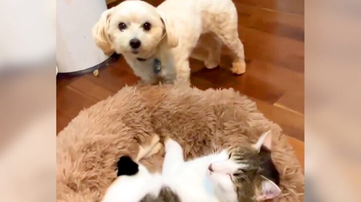 犬が猫にベッドを奪われてしまった結果…反逆するも『シュールすぎるまさかの光景』が39万再生「必死すぎるｗｗ」「ネコ平常心で草」と爆笑の声(ブログ)