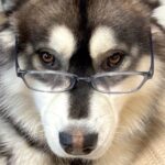 強面な大型犬に『メガネをかけてみた』結果…まさかの『紳士系イケメン』になる光景が3万いいね「眼鏡男子最高」「仕事できそうｗ」と絶賛(ブログ)