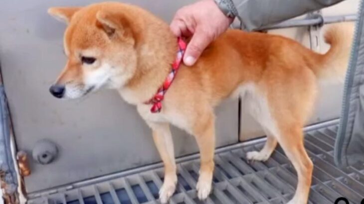 体重わずか3キロしかない『ガリガリの迷子犬』を保護した結果…悲しすぎる姿と『結末』に涙が出ると13万再生「どんなに辛かったか」「尊い命」(ブログ)