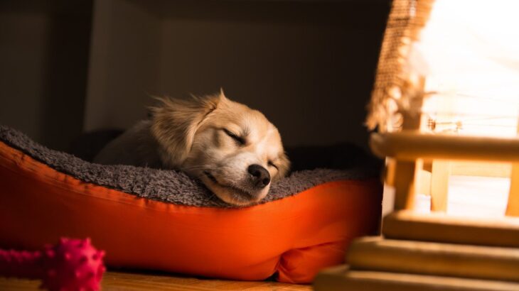 犬が睡眠の質が悪い時にみせるサイン４つ　表れる症状から熟睡してもらうための対策法まで(ブログ)