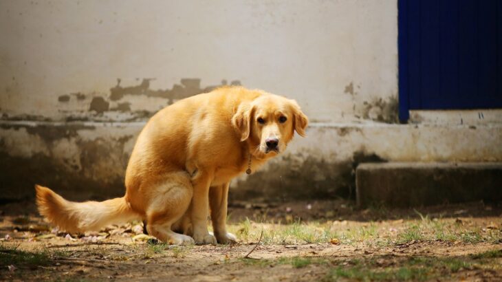 犬が『うんちをしているときに見つめてくる』心理4つ　何を考えてるの？正しい対応とは(ブログ)