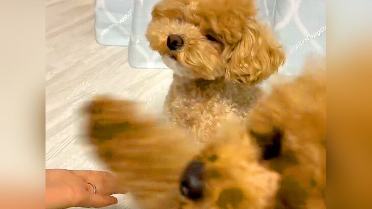 犬と一緒に『オテ』を練習していたら…完全に想定外な『まさかの乱入』が可愛すぎると159万再生「一生懸命でたまらんｗ」「ドヤってて草」(ブログ)