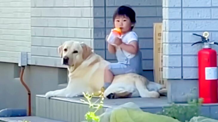 庭で作業中に『1歳の女の子と大型犬』をスマホで覗いてみたら…驚きの光景と『まさかの対応』が素敵すぎると446万再生「優しい世界」「賢い」(ブログ)