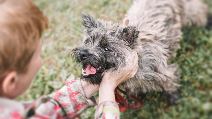 犬は飼い主からの『ほめ言葉』をどう感じる？愛犬に伝わりやすい褒め方や喜びを倍増させるポイントまで(ブログ)