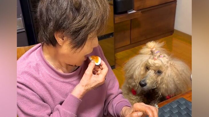 おばあちゃんが朝ご飯を食べていたら、大型犬が…とんでもなく気まずい『圧が強い光景』が話題に「一番ちょろい人わかってるｗ」「熱い視線で草」(ブログ)
